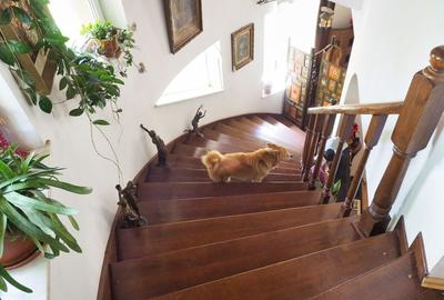 VILA 6 CAMERE SNAGOV IZVORANI LAC -TEREN 1800mp - 10