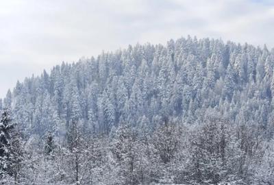 Teren de 22600 mp, în Sucevița - 3