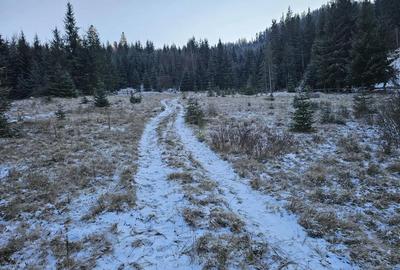 Teren extravilan de vanzare inconjurat de padure in Bucovina zona Breaza - 2