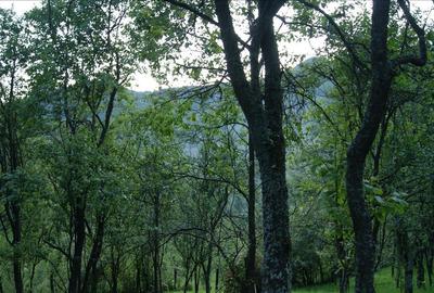10 hectare teren plus casa la munte in Buces, Hunedoara - 9