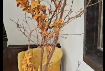 Casă cu 3 camere cu Teren 1200 Mp în Capu Piscului (Godeni) - 1