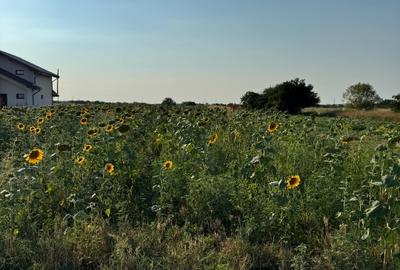 Teren intravilan 2.500 mp cu dublă deschidere – Măgurele, Ilfov - 5