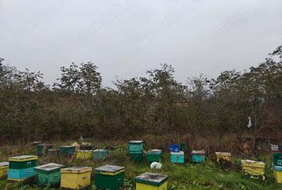 Casa batraneasca si teren Casa batraneasca si teren - 3