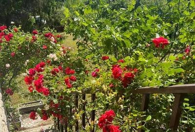 Casa de vanzare, in Dobrogostea, la 5 km de Pitesti - 6