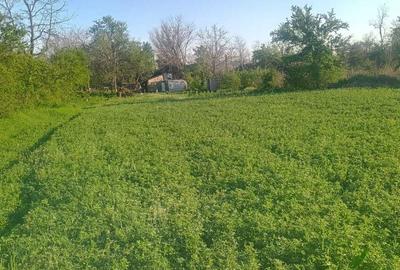 Spațiu comercial, în Merii Petchii - 4