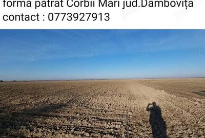 Dau in arenda 50ha - 1