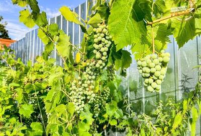 FILM!Casa cu 3.500mp teren,vedere pitoreasca,Sancraiu:aria Brasov.-.Sf. Gheorghe FILM!Casa cu 3.500mp teren,vedere pitoreasca,Sancraiu:aria Brasov.-.Sf. Gheorghe - 26