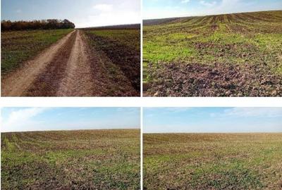 Teren extravilan Barlogu; ID: R2825534 - 3