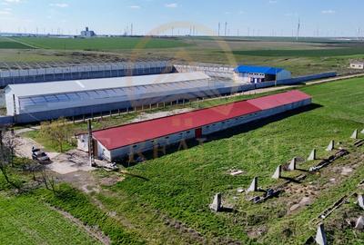 Tariverde - Ferma zootehnica functionala, 3 hectare teren intravilan! - 7