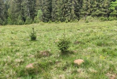 Teren de 3040 mp, în Dealu Botii - 1