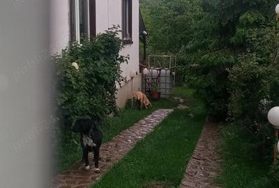 Casă cu 5 camere cu Teren 500 Mp în Păulești - 15