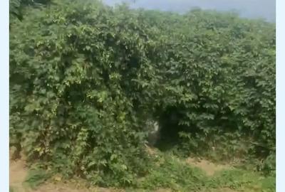 2 case 8 camere 1700m2 - 6