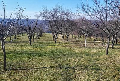 Casă cu 3 camere în Betfia - 8