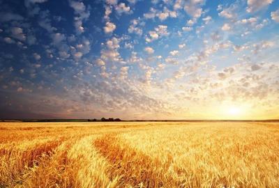 Teren de 21100 mp, în Exterior Vest