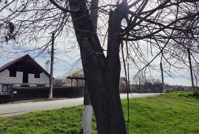 Casă cu 3 camere cu Teren 9000 Mp în Ludași - 2