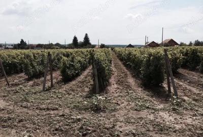 Teren de 53000 mp, în Călinești - 9