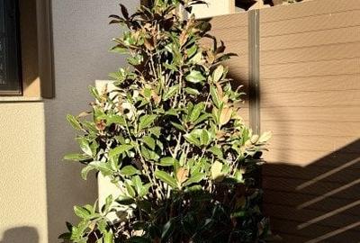 Duplex cu 5 camere cu Canalizare în Giroc - 18