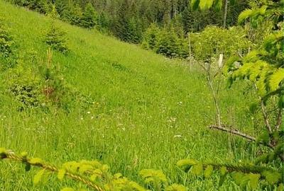 Teren de 3000 mp, în Bicazu Ardelean - 5