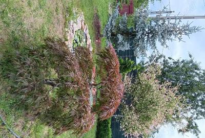 Casă cu 6 camere cu Teren 937 Mp în Mogoșești - 9