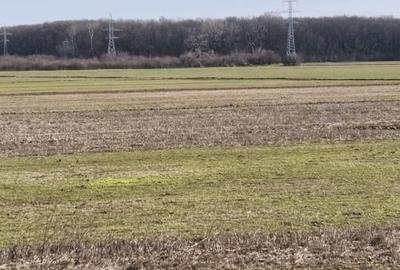 Teren Construcții intravilan de 4000 mp, în Jilava - 6