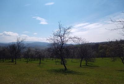 Teren de 17264 mp, în Pietroasa - 5