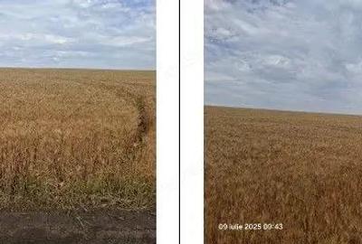 Teren Extravilan Pribesti, ID: R2774827 - 2