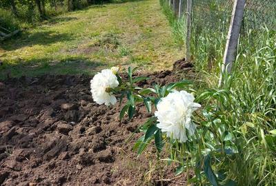 Casă cu 4 camere cu Teren 540 Mp în Șura Mare - 2