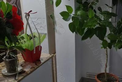 Vand apartament confort 2 , viziru 1 Pistruiatul - 5