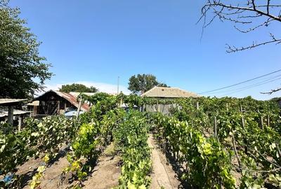 Casa Jiana Veche - 3