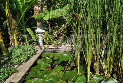 Casă cu 3 camere cu Teren 824 Mp în Elisabetin - 3