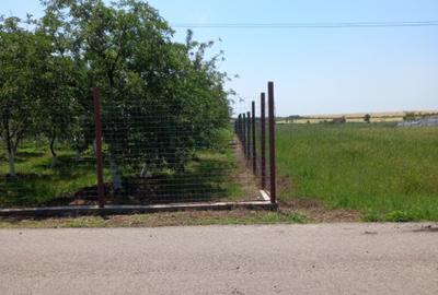 Teren Pielesti Vanzare - 3