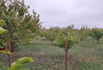 Teren intravilan - 1