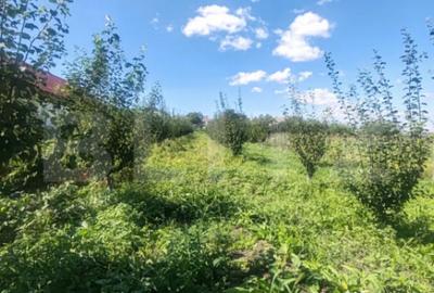 Casă cu 1 camere cu Teren 3000 Mp în Central - 6