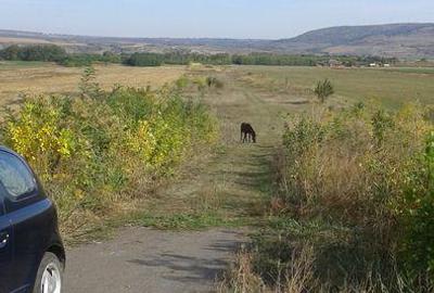 Teren de 5000 mp, în Sârbi - 1