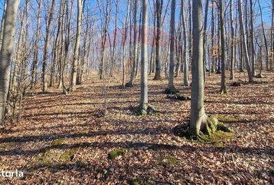 Spațiu comercial, în Pâncești - 7