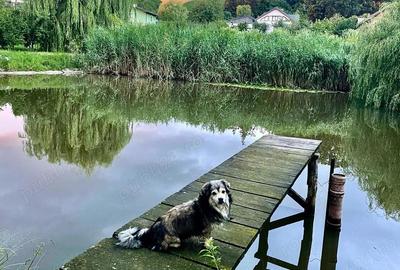 Casă în Dulcești - 7