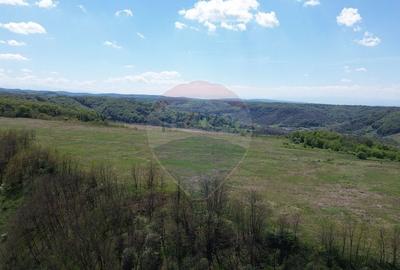 Domeniu - 66 Hectare - Teren deosebit Copsa Mica cu desch... - 15