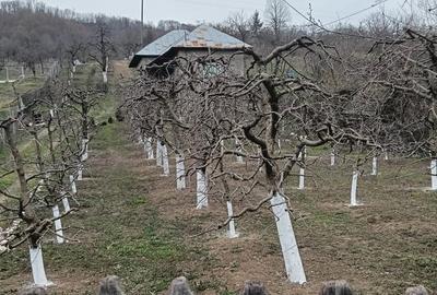 Casă cu 3 camere cu Teren 2800 Mp în Central - 13