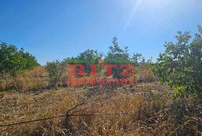 Teren de 56800 mp, în Fărcașele - 5