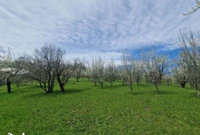 Teren de 3500 mp, în Ghioșești - 4