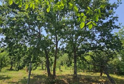 Teren de 572 mp, în Băicoi - 8