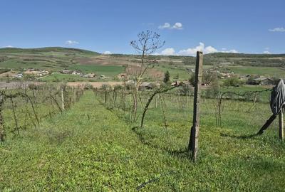 Casa ?araneasca autentica, teren generos ?i multe facilita?i. - 5