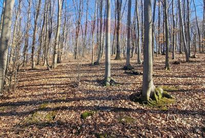 Teren Construcții intravilan de 4985 mp, în Sascut - 15