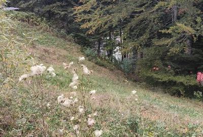 Teren intravilan de vanzare in Predeal, - 3