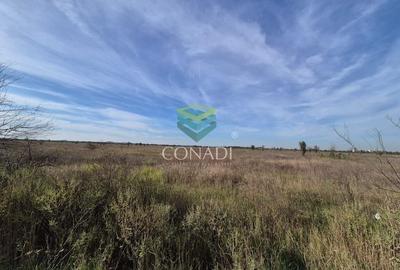 Teren de vanzare Padurea Baneasa 7.500 mp - 5