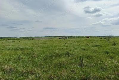 Teren de 76200 mp, în Lugoj - 9