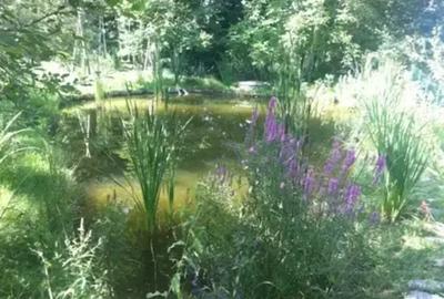 Casă cu 6 camere cu Teren 6200 Mp în Provița de Jos - 6