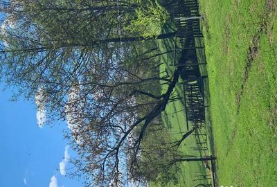 Teren de 10000 mp, în Tomșani - 14