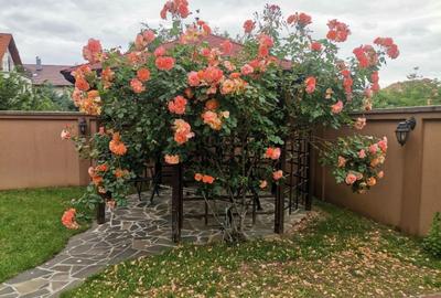 Casă individuală cu 6 camere cu Canalizare în Iancu Nicolae - 2