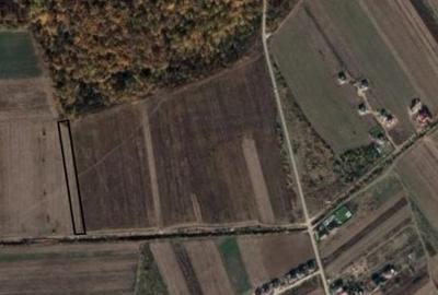 Vanzare teren Sabareni, 5.000 mp, langa Padurea de Tei - 4